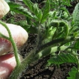 Paradajz tovi u plasteniku šta da radim